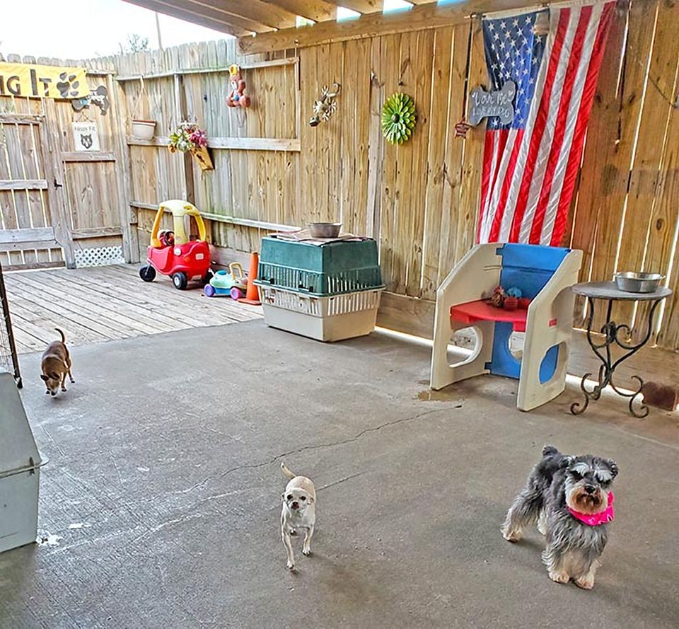 Small dogs playing in the indoor play area