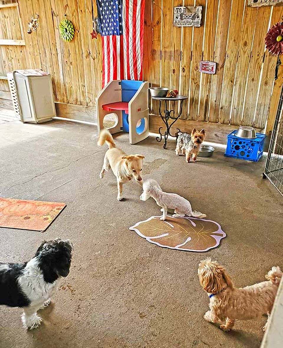 Dogs playing together in the play area