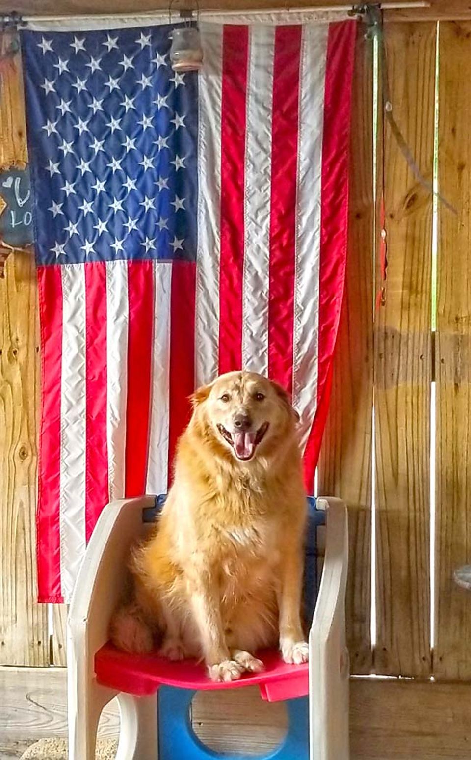A golden dog sitting in a chair beside the American flag