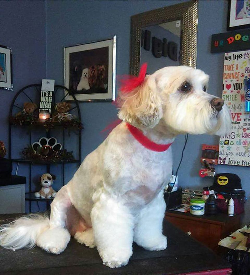 A white dog with a red bow