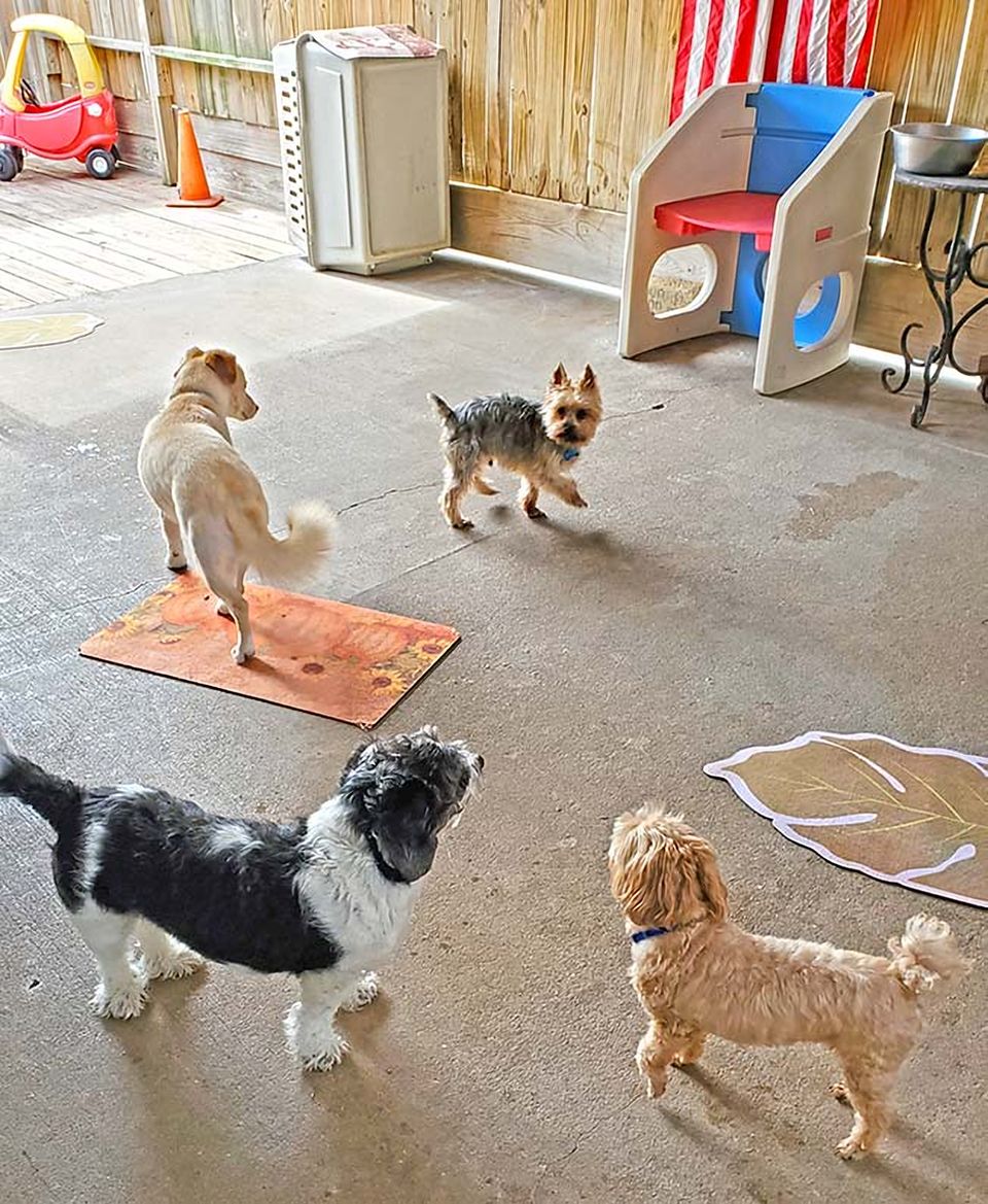 Dogs exploring the indoor play room