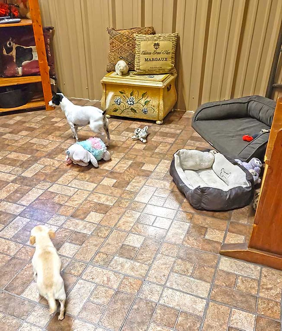 A small dog near a comfy dog bed on the brick floor