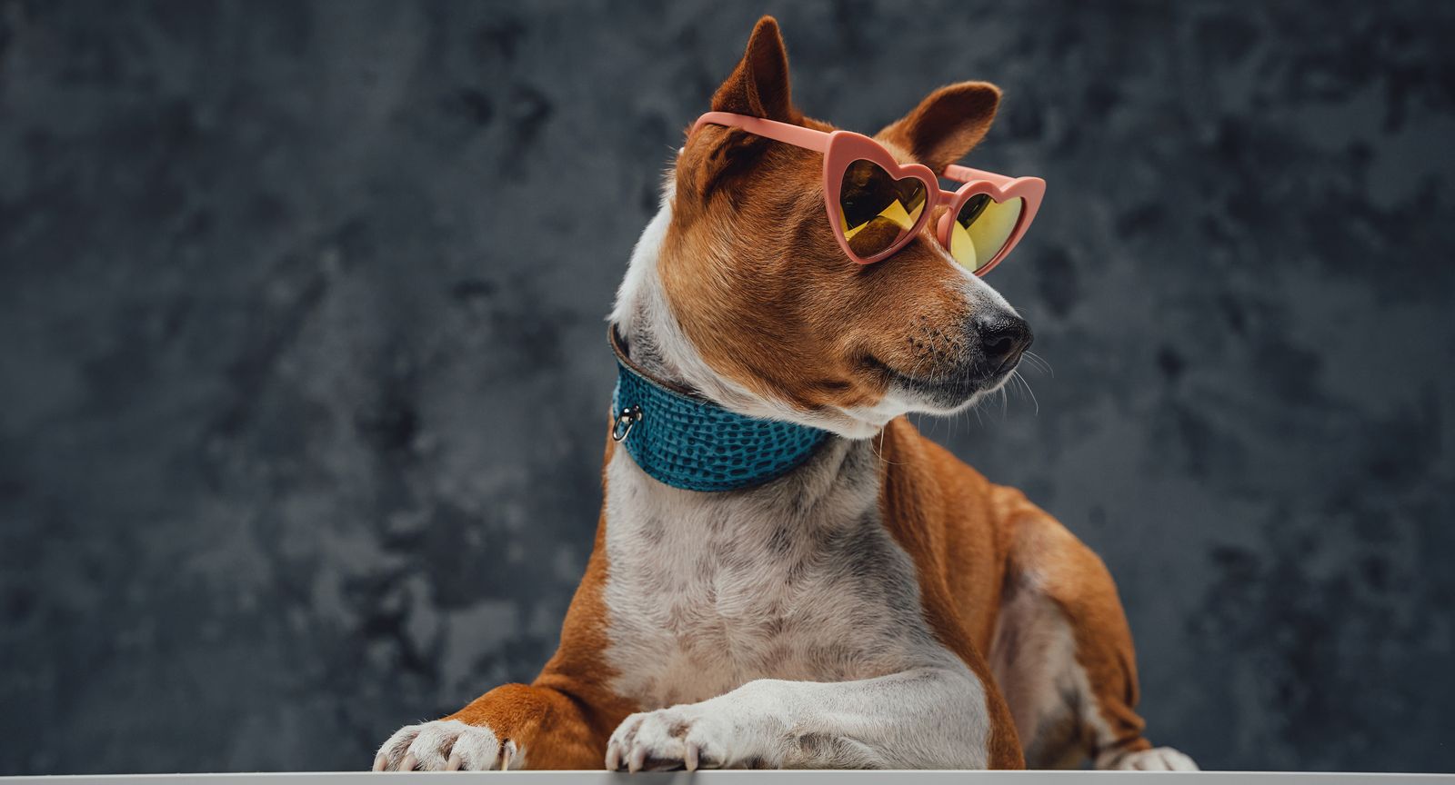 A happy dog sitting proudly in front of a dark backdrop
