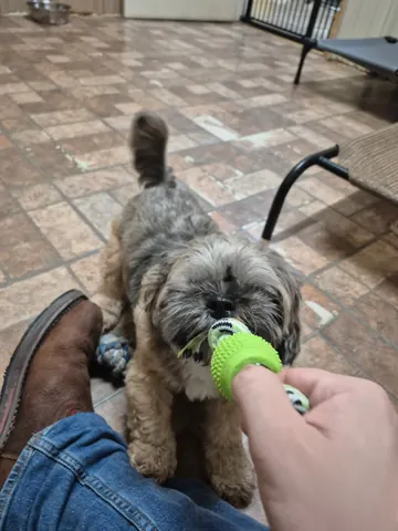 Small gray dog chewing a green toy during play time