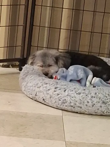 Small dogs snuggled together in a round plush bed