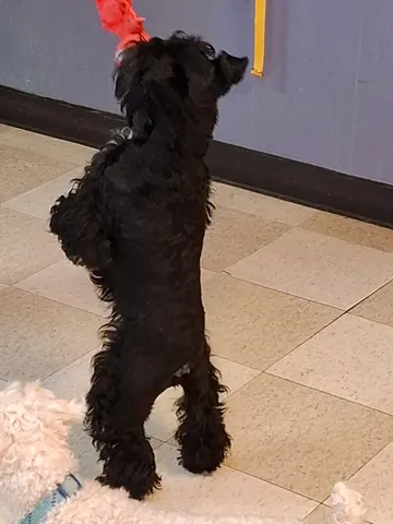 Black curly dog standing on its hind legs for a treat