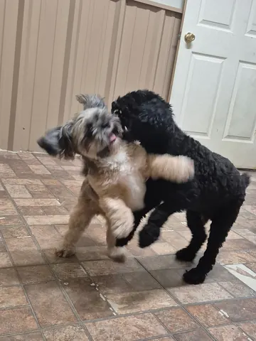 Two dogs wrestling and playing on the tile floor