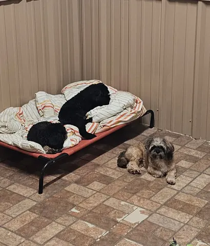 Dogs resting on raised cots in a boarding suite