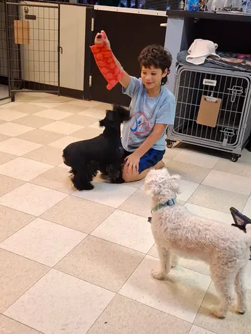 Staff member playing with small dogs in the play room