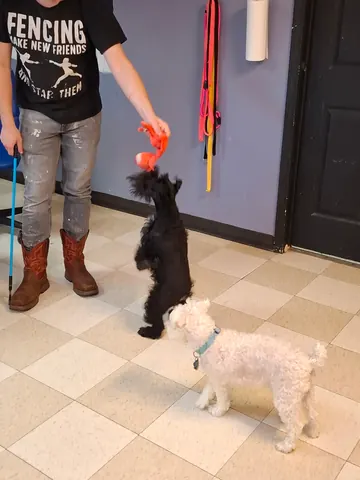 Staff member playing tug with two small dogs