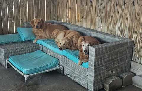 Dogs napping together on an outdoor patio sofa