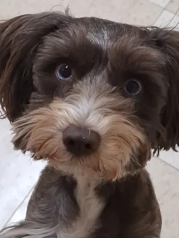 Close-up of a scruffy brown dog looking at the camera