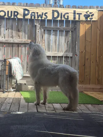 A husky in the outdoor yard under the Four Paws Dig It sign