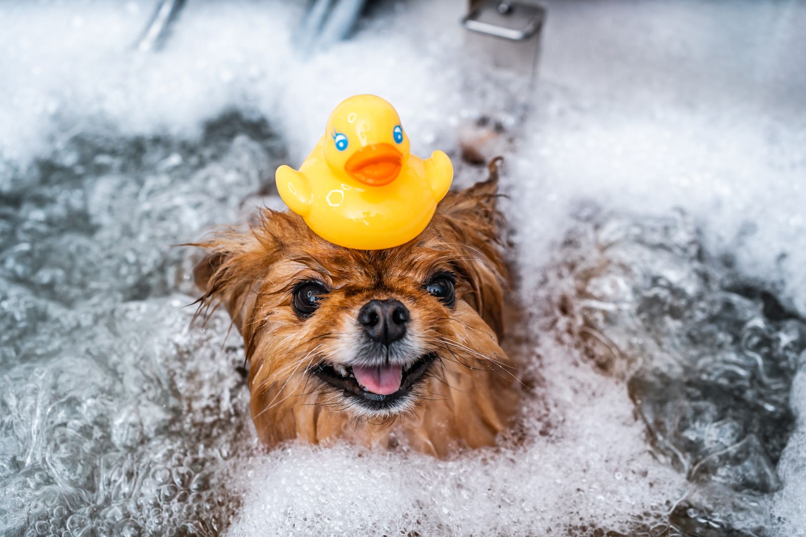 A fluffy dog in a bubble bath with a rubber duck