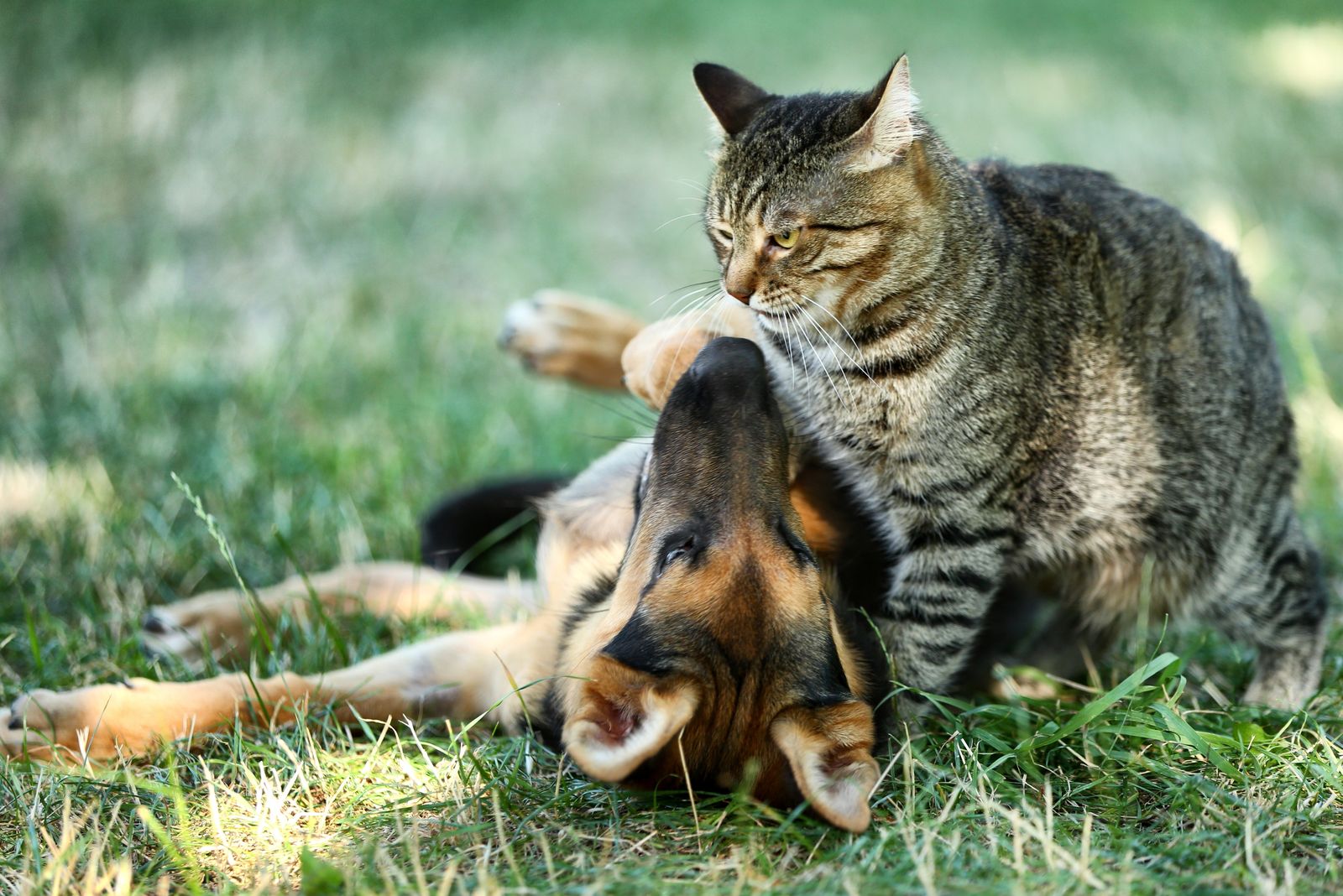 A dog and a cat relaxing together on the grass