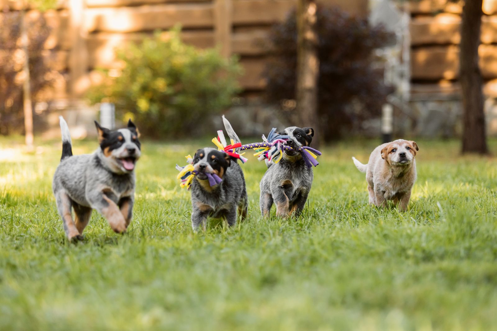 Small dogs running and playing on a lawn