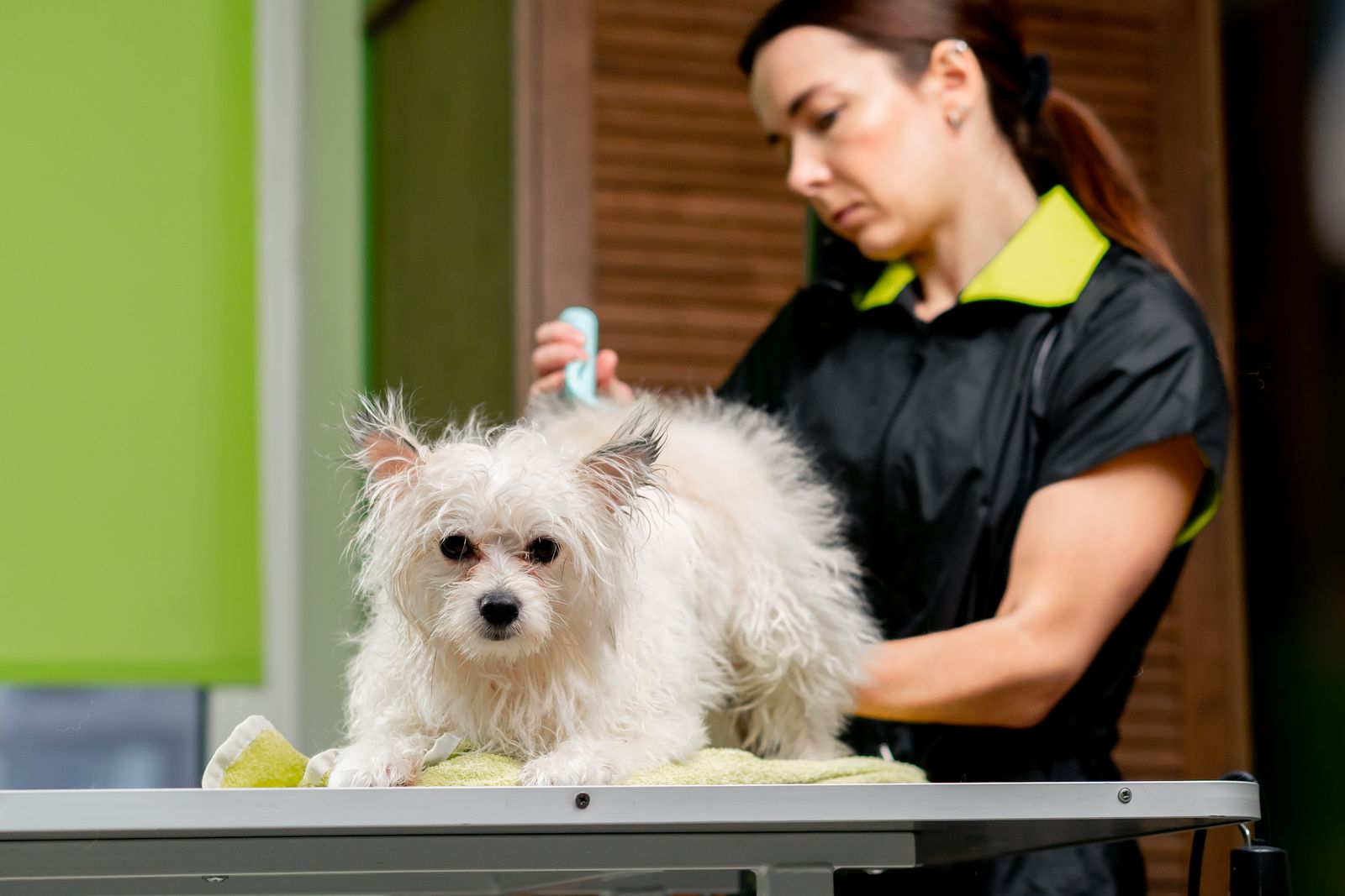 Two white poodles being groomed
