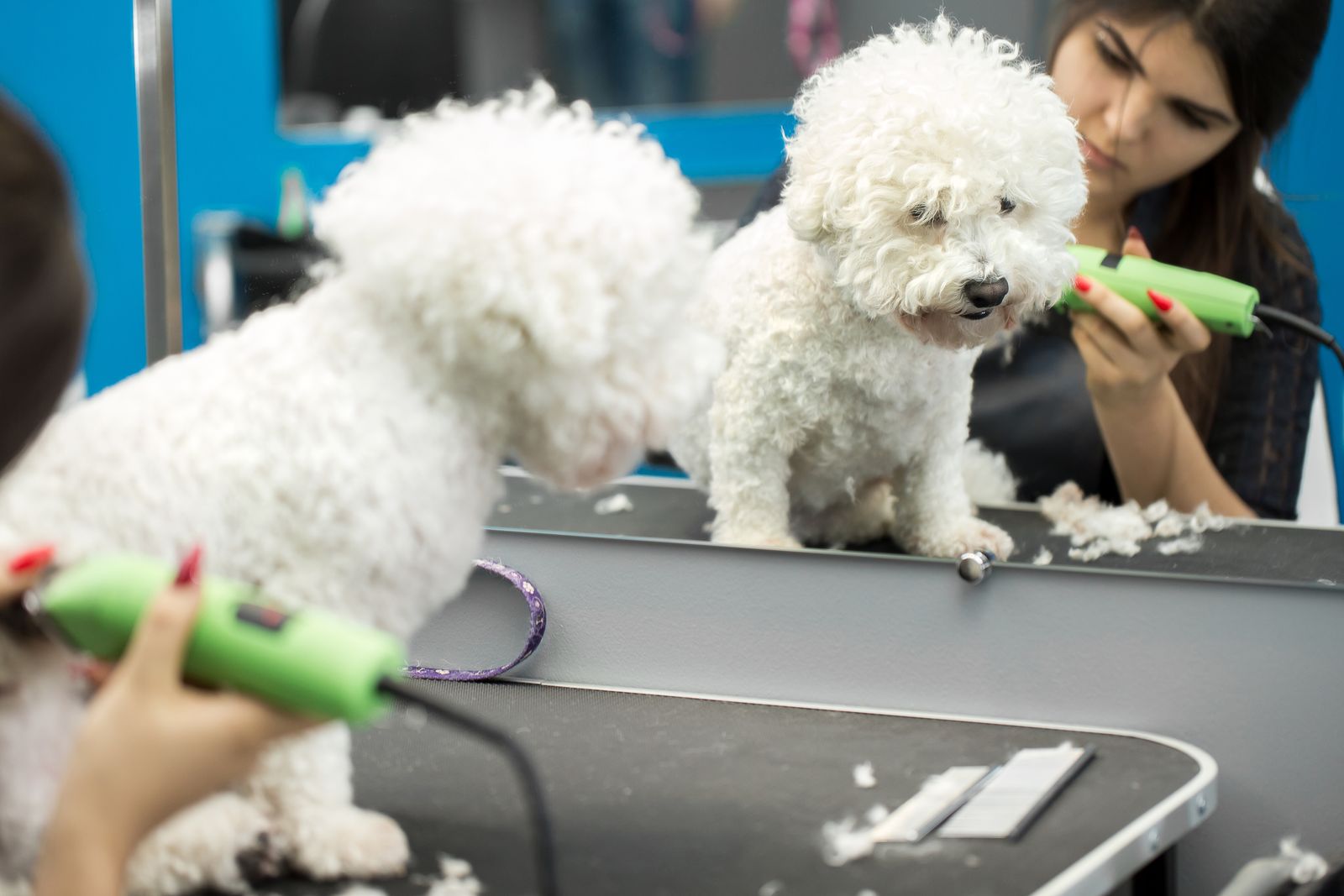 A groomer trimming a small white dog