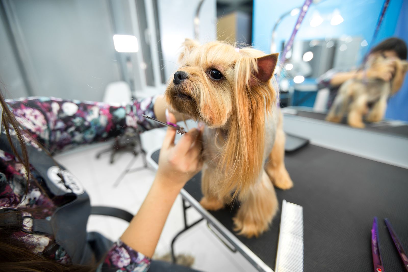 A Yorkshire terrier being groomed