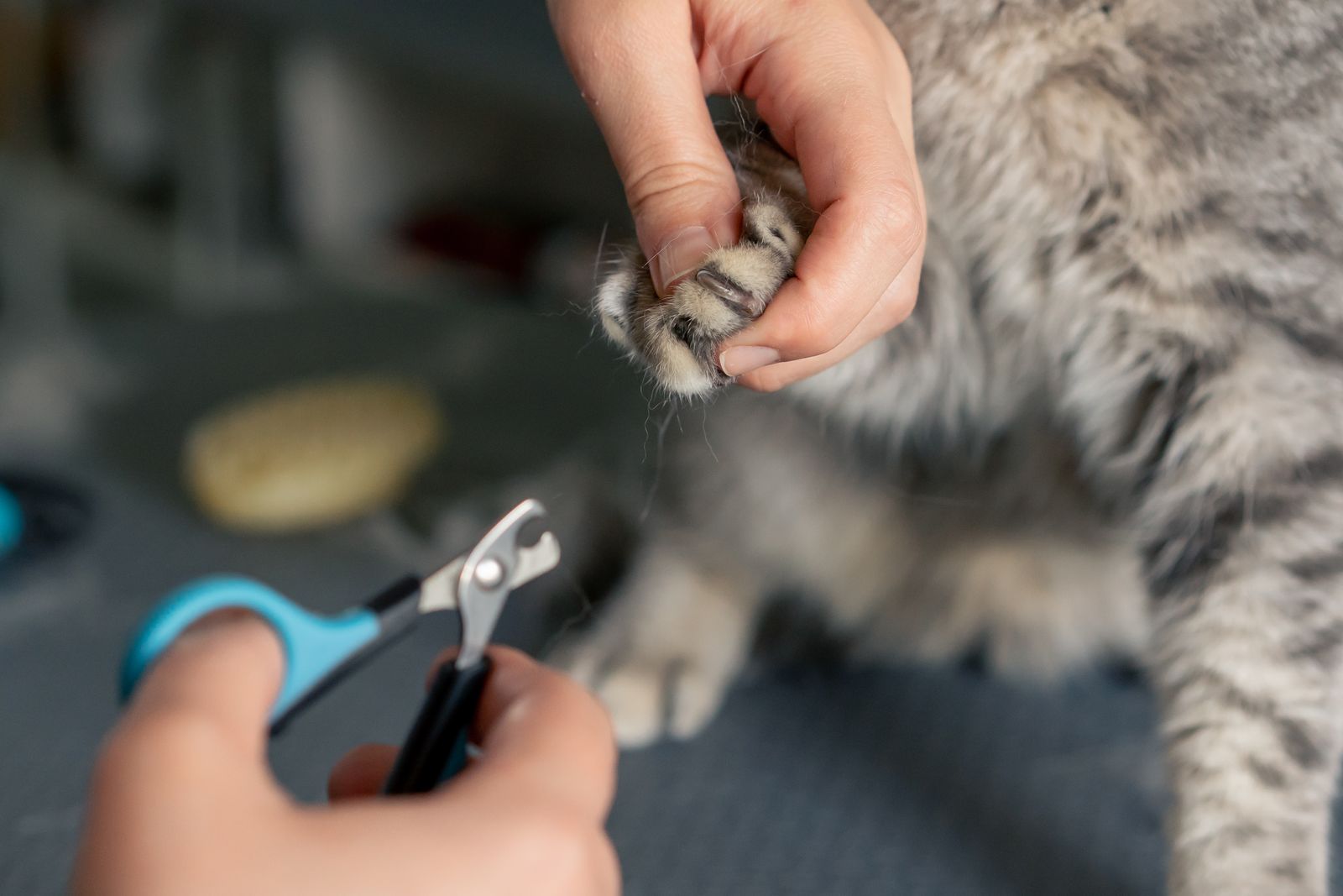 A cat getting its nails clipped