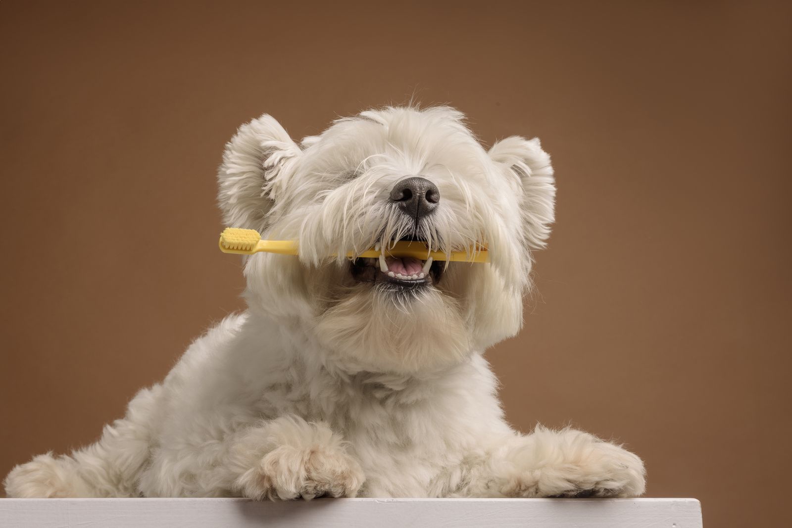A small white dog holding a toothbrush